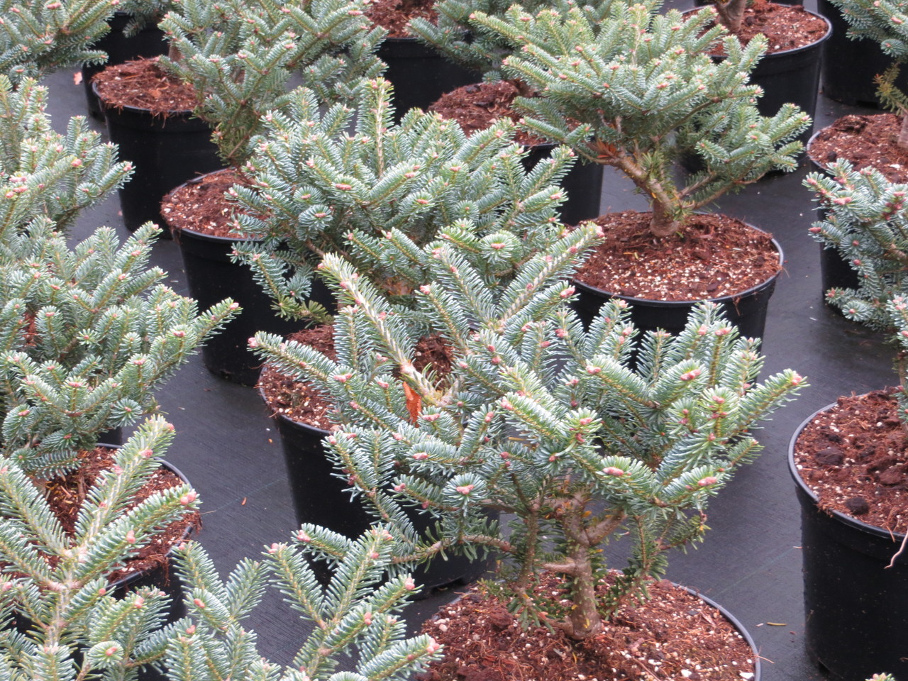 Abies koreana 